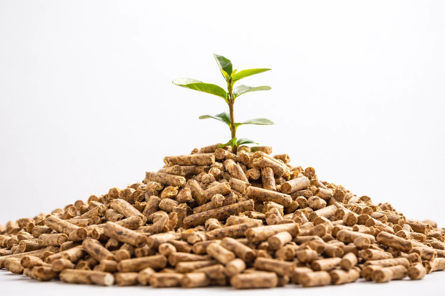 asdasdasdasdasdasdasd